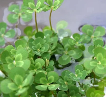 （ビオトープ）水辺植物 メダカの鉢にも入れられる水辺植物